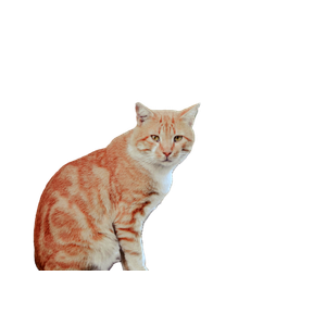 Ginger Tabby Cat Sitting On A Rooftop With Other Cats In The Background, Under A Warm Sunset. 18207 - Cat PNG image with transparent background